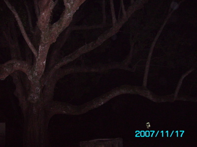 Haunted Tree  